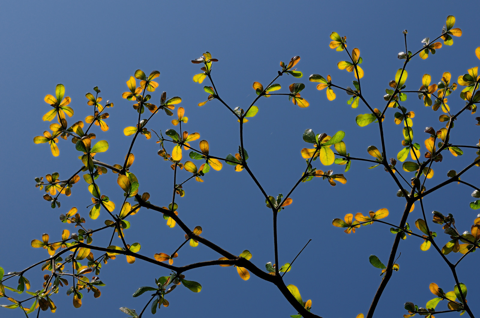 Herbst, der Himmel, Blätter, Ast