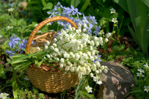 panier, lis de la vallée, pervenche