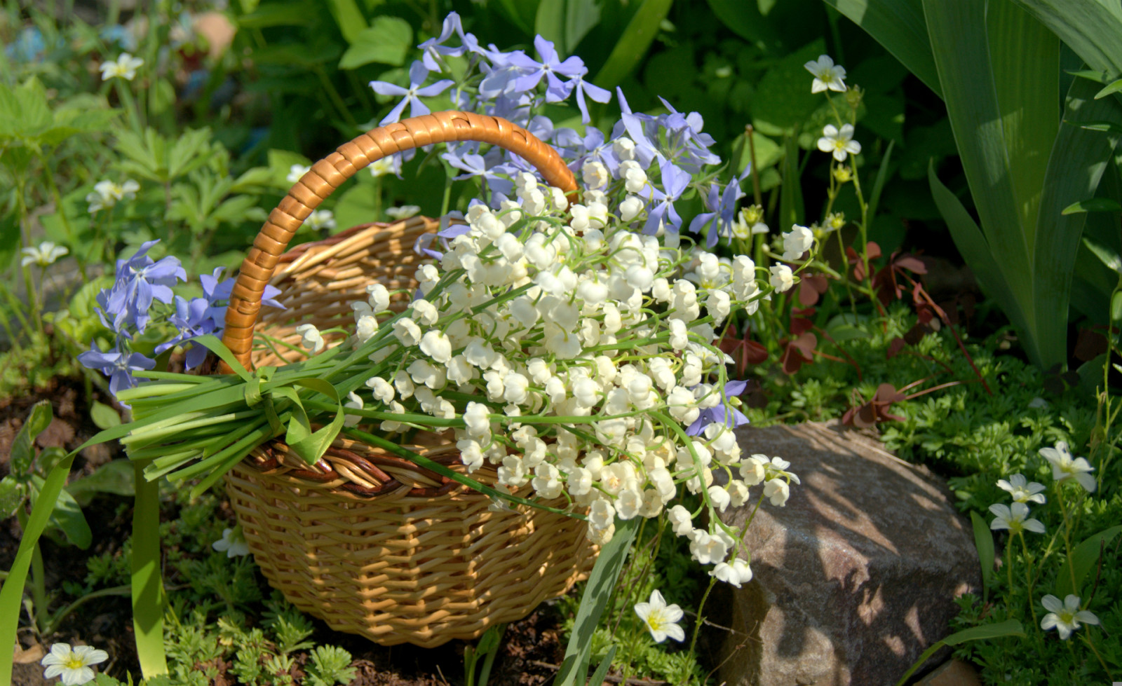 cesta, lírios do vale, pervinca