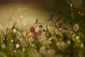 glare, grass, macro, morning, Rosa