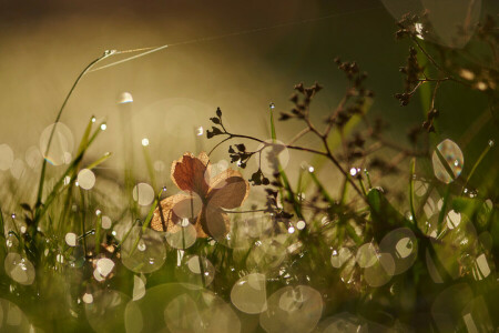 schittering, gras, macro, ochtend-, Rosa