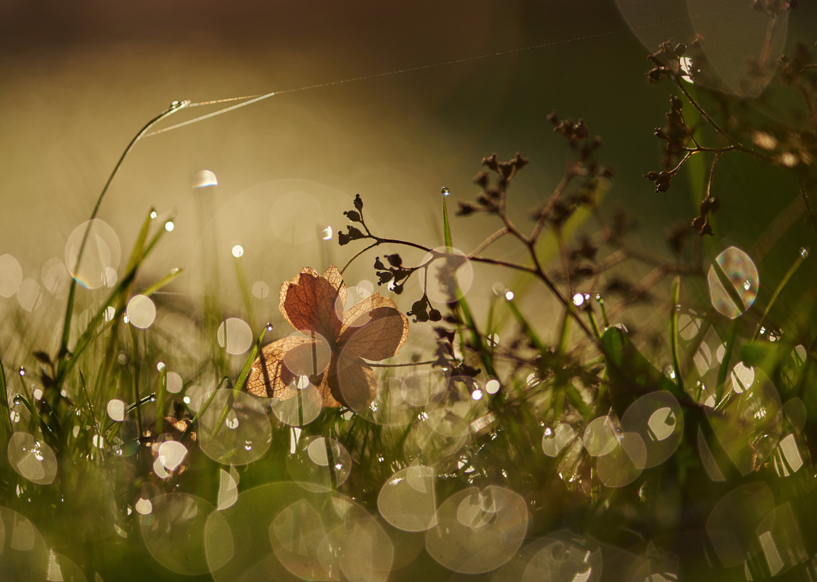 gras, schittering, macro, ochtend-, Rosa