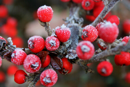 baies, branche, gel, fruit