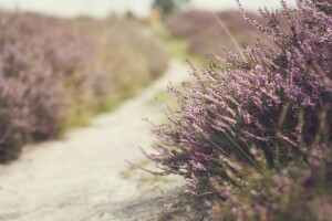 bokeh, flowers, path, spring