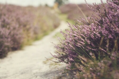 bokeh, květiny, cesta, jaro