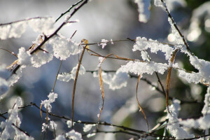 seco, Relva, neve, inverno