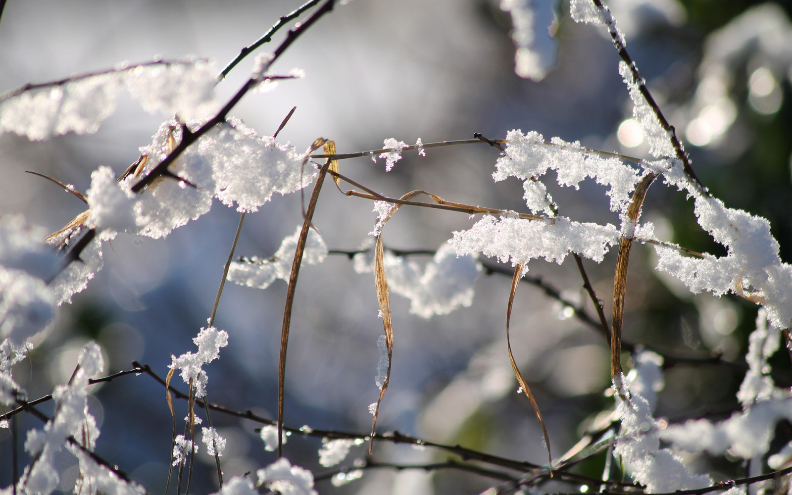 neige, herbe, hiver, sec