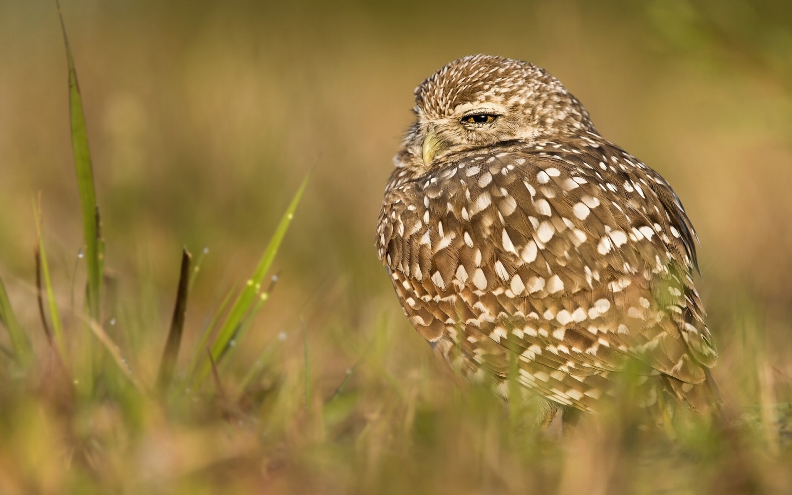 césped, bokeh, búho, pájaro, lechuza