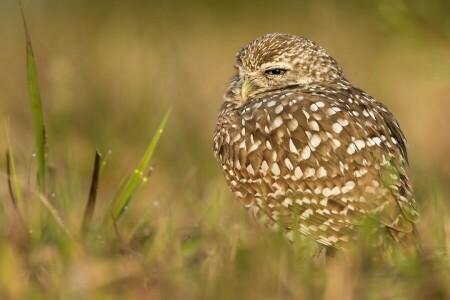 vogel, bokeh, gravende uil, gras, uil