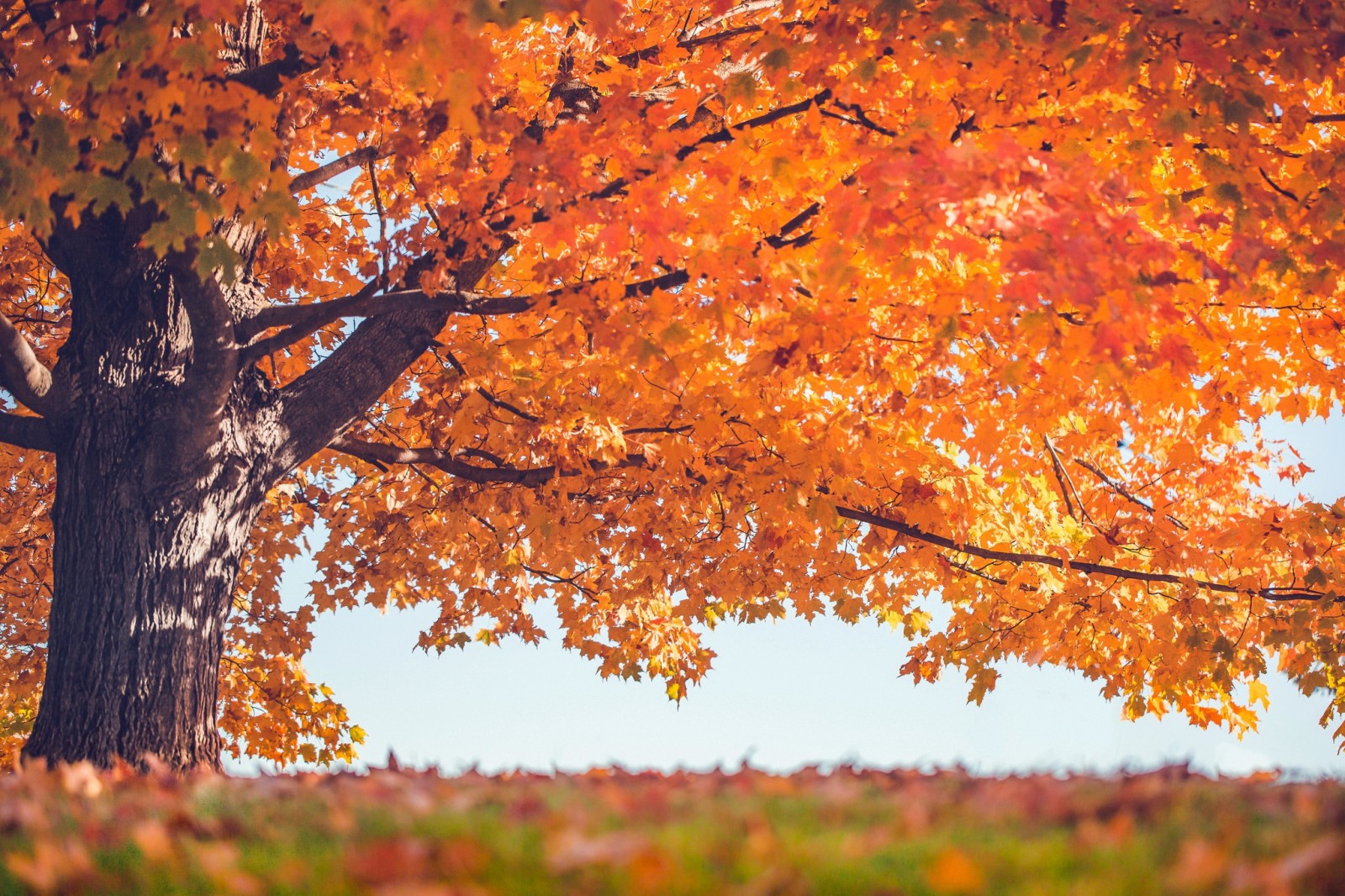 boom, herfst, bladeren