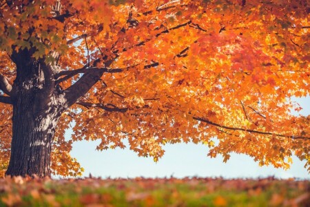 l'automne, feuilles, arbre