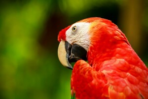 Ara, pájaro, guacamayo de alas verdes, loro