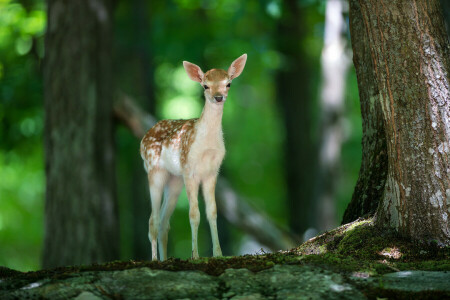 cerbiatto, foresta, alberi