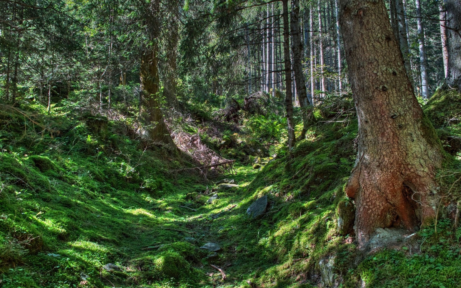 pădure, ramuri, pietre, copaci, verde, trunchiuri