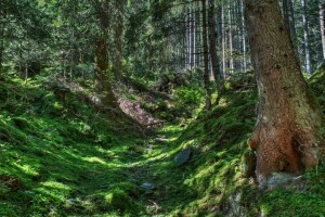 grener, skog, grønn, steiner, trær, badebukser