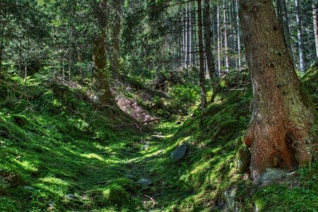 branches, forest, green, stones, trees, trunks