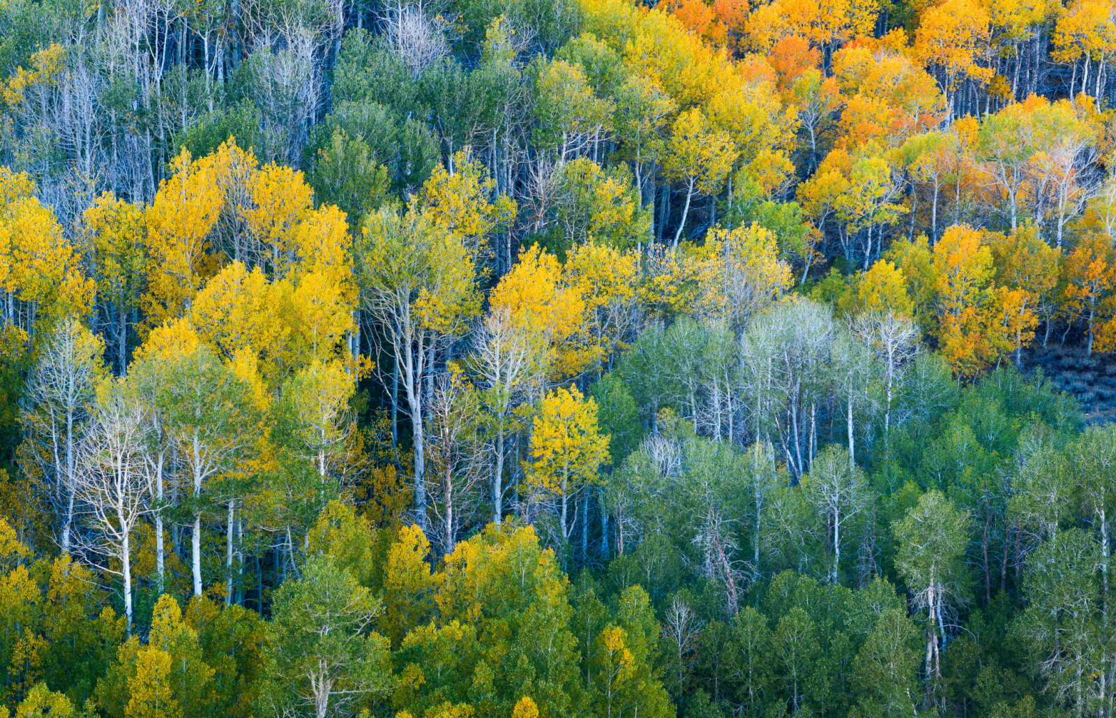 l'automne, forêt, des arbres, pente