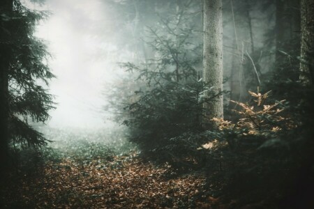 herfst, mist, Woud