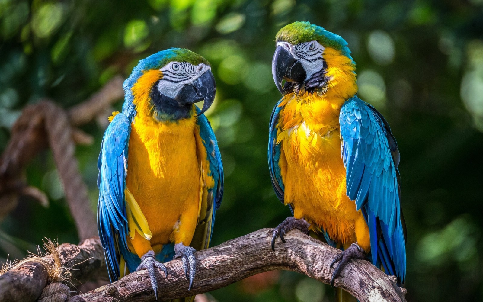 ein Paar, Vögel, Papageien, Ara, Blau-gelber Ara