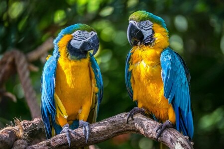 un cuplu, Ara, păsări, Macaw albastru-galben, papagali