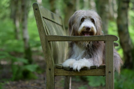 hund, varje, se