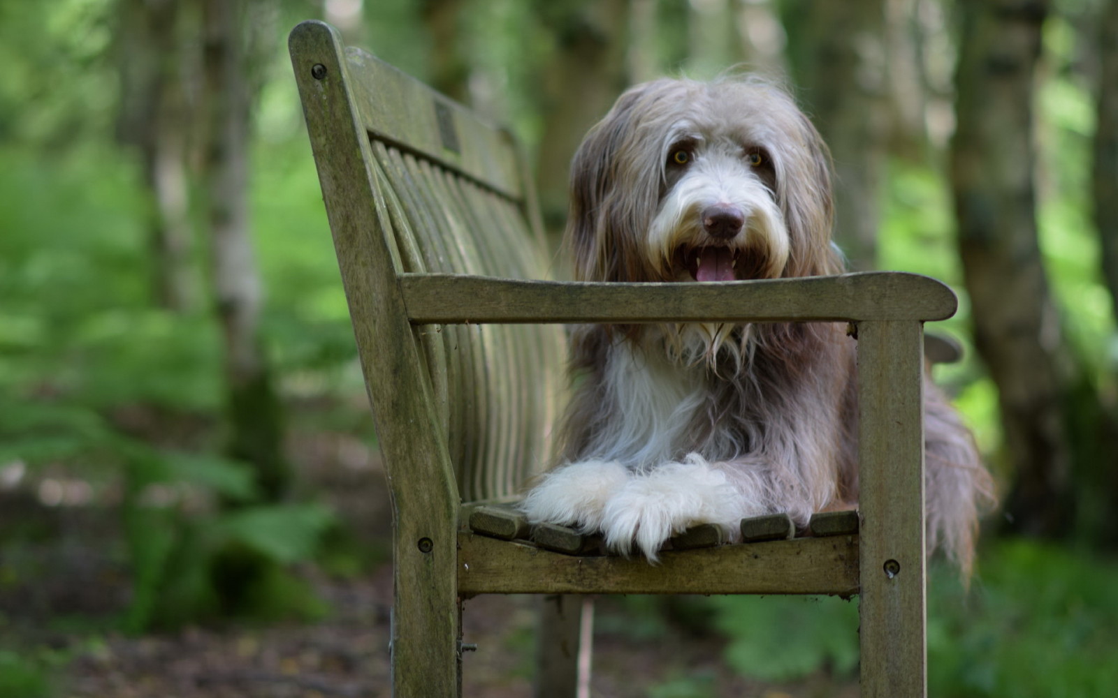 kijken, hond, elk