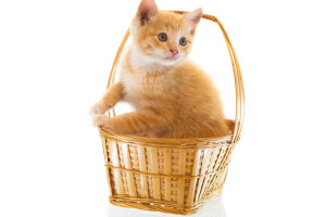 basket, cat, kitty, white background