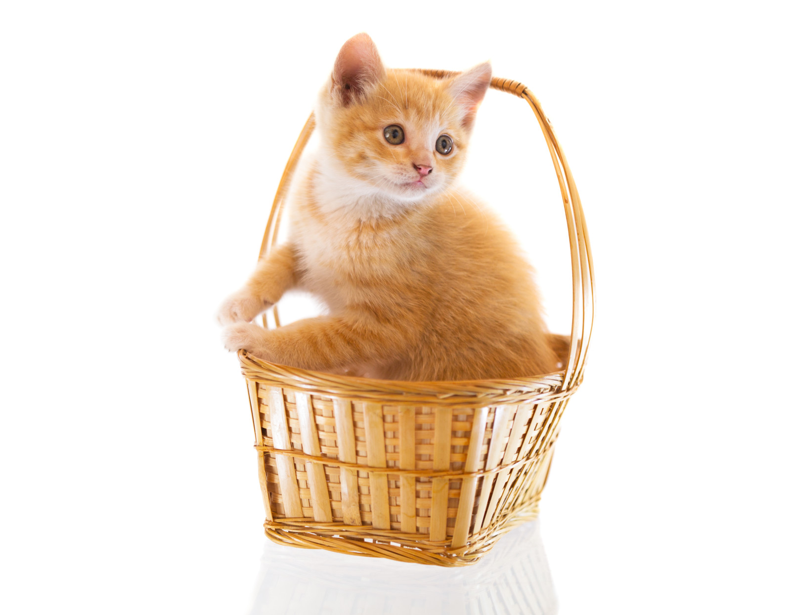 cat, kitty, basket, white background