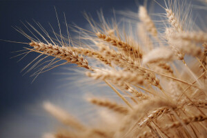 oren, natuur, zomer