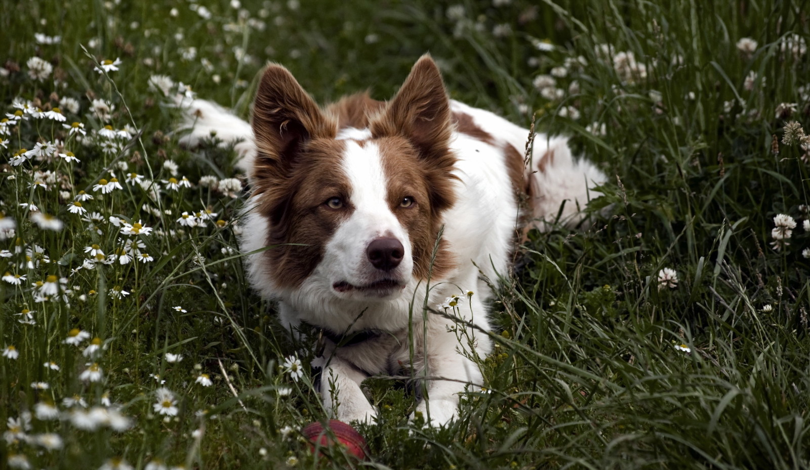 Guarda, cane, ogni