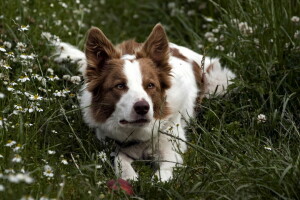 Hund, jeder, aussehen