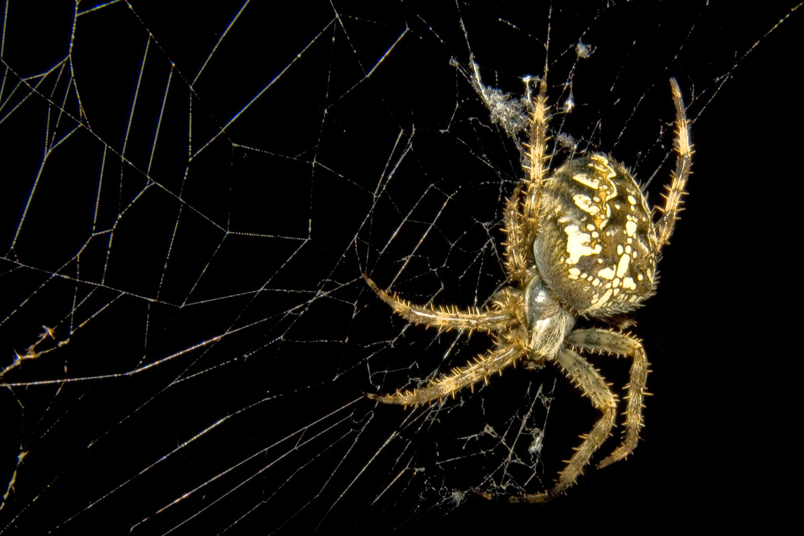 natur, baggrund, web, insekt, edderkop