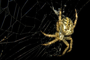 fundal, insectă, natură, Păianjen, web