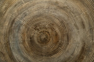 cercles, cernes des arbres, bois