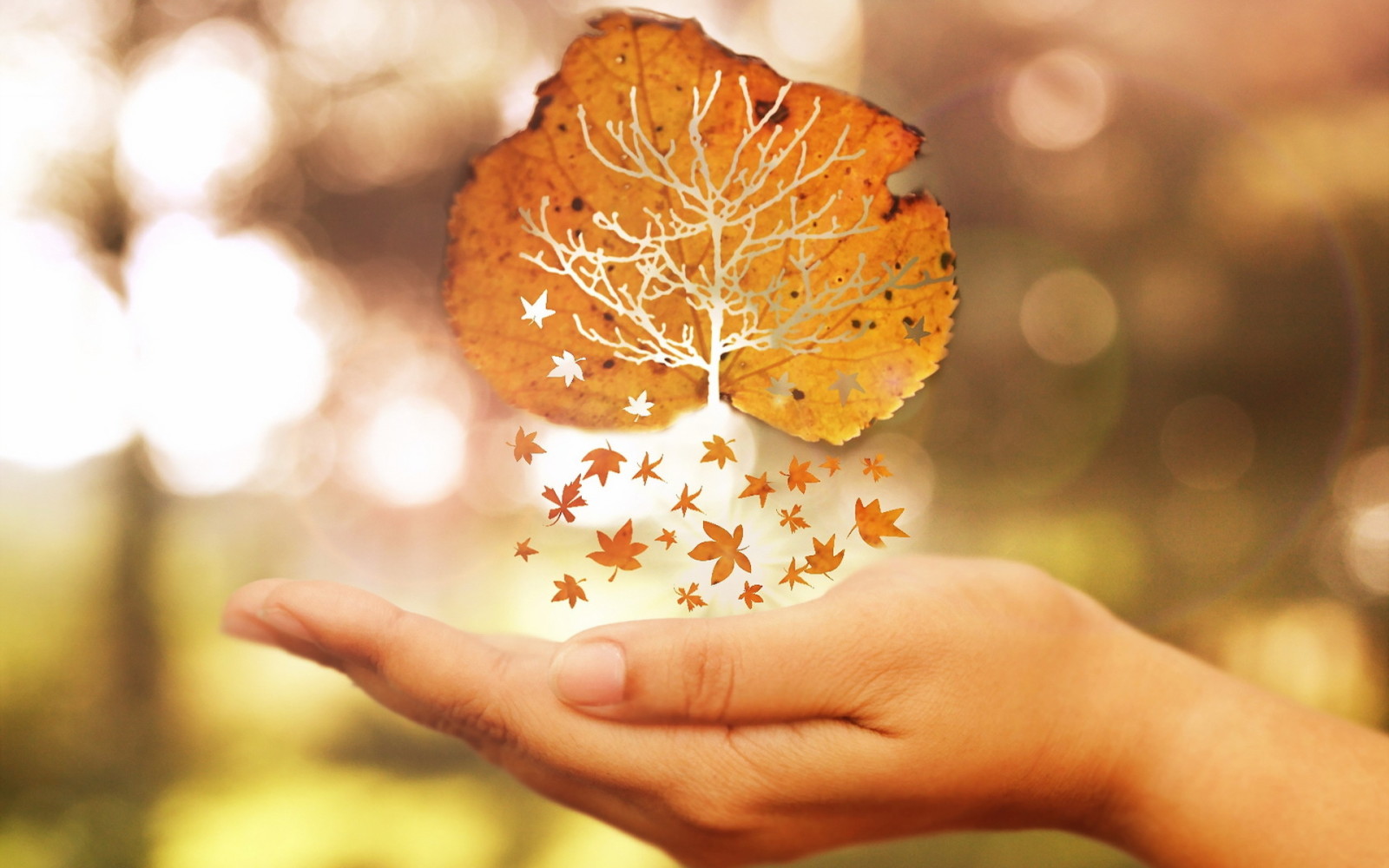 autumn, hand, sheet