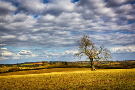 campo, panorama, árvore