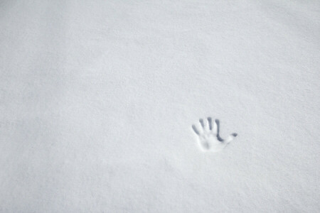 imprint, palm, snow, winter