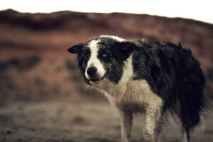 baggrund, hund, grin, se