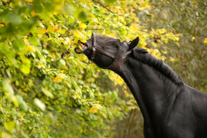 ramas, cuervo, caballo, hojas