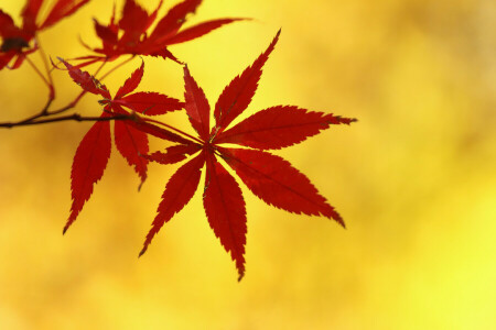 autumn, branch, leaves, maple