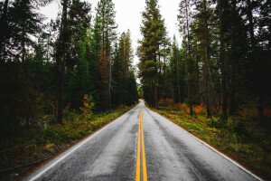 foresta, natura, strada, alberi