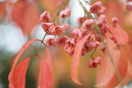 takken, Struik, Euonymus, bladeren, zaden