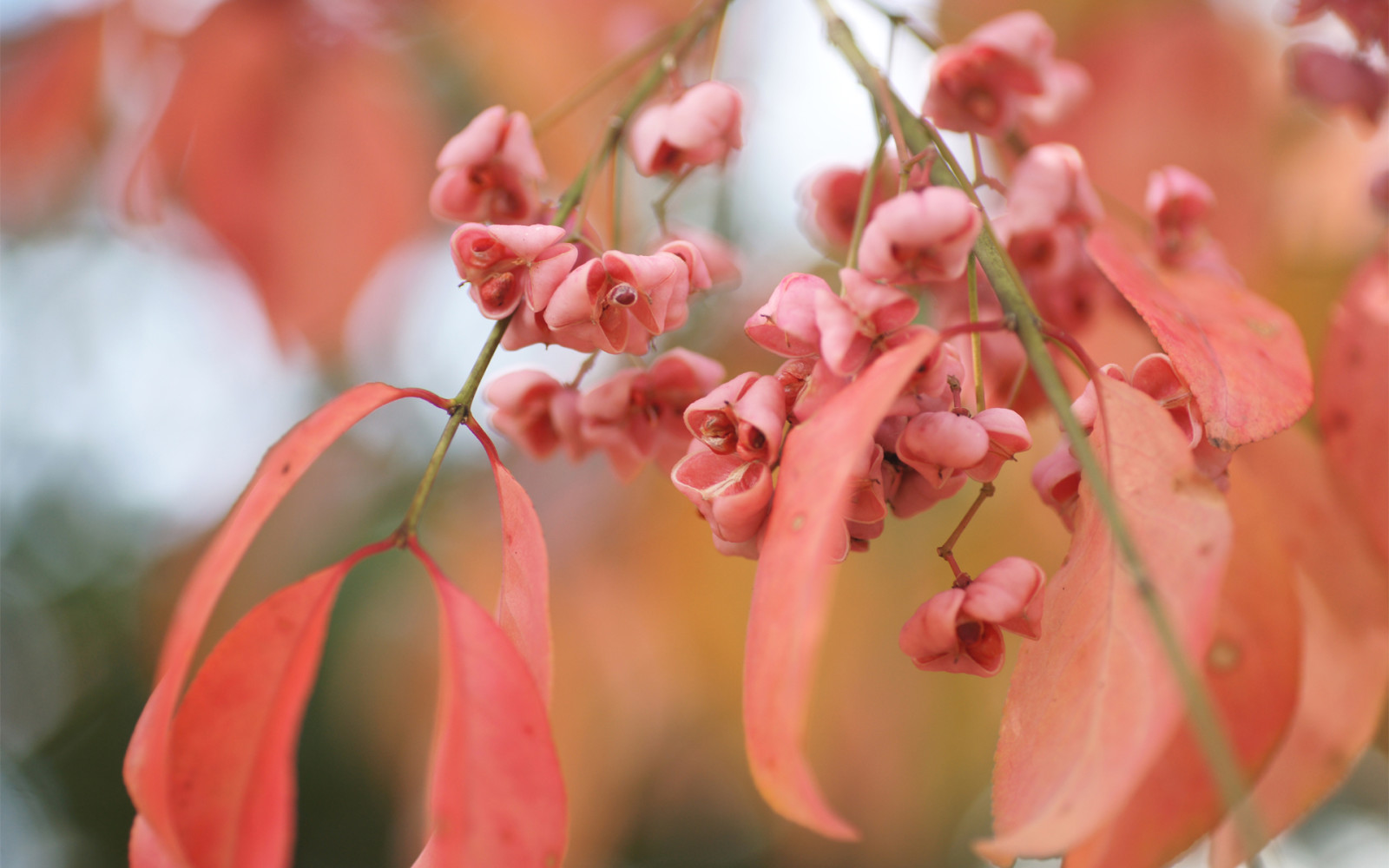 oksat, lehdet, Puska, siemenet, Euonymus