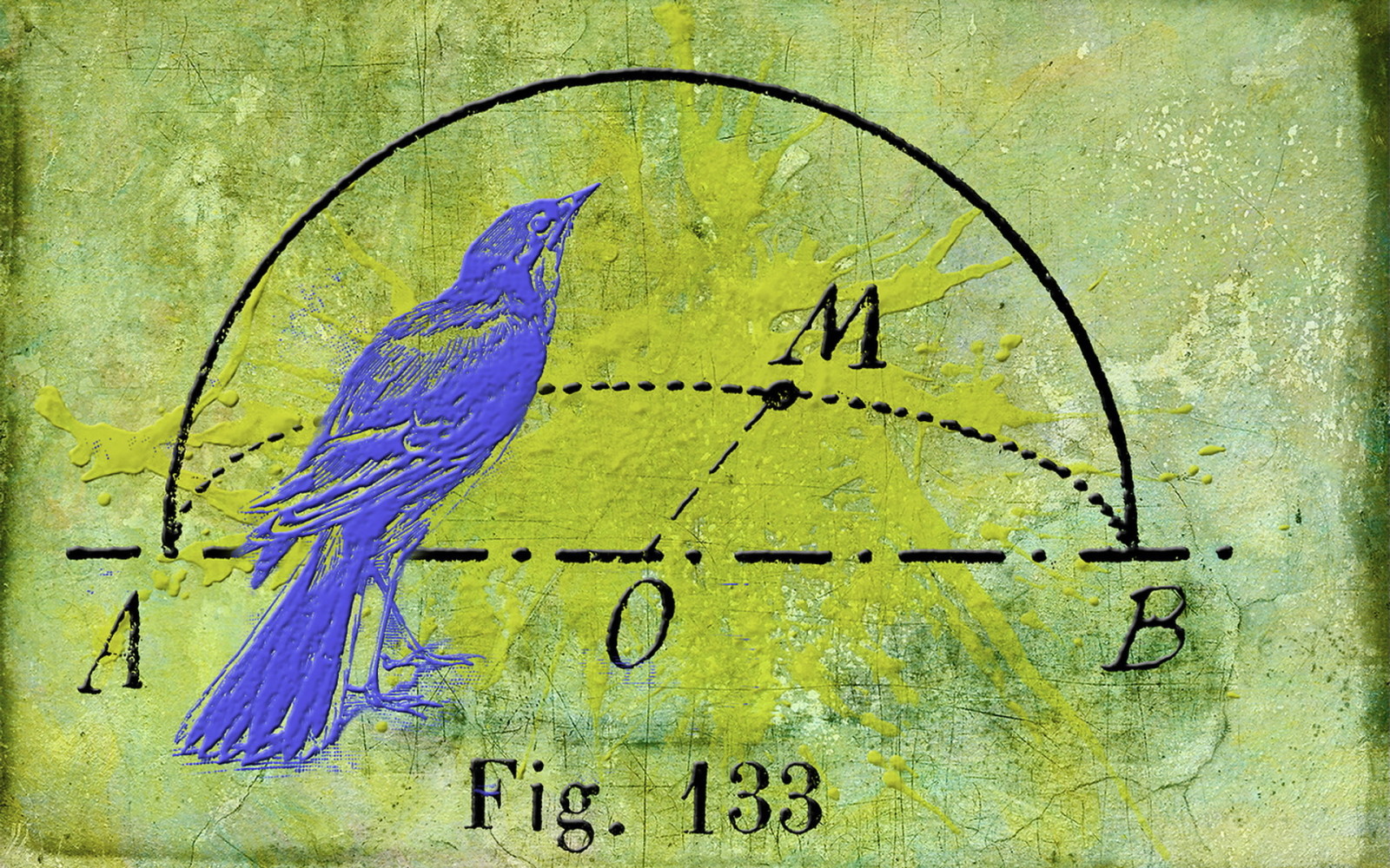 achtergrond, structuur, vogel