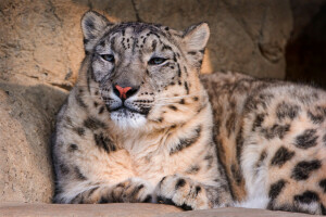 IRBIS, kijken, Panthera uncia), sluimeren, blijven, stenen