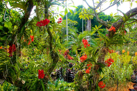 flores, Jardín, orquídeas, Singapur, los arbustos, arboles