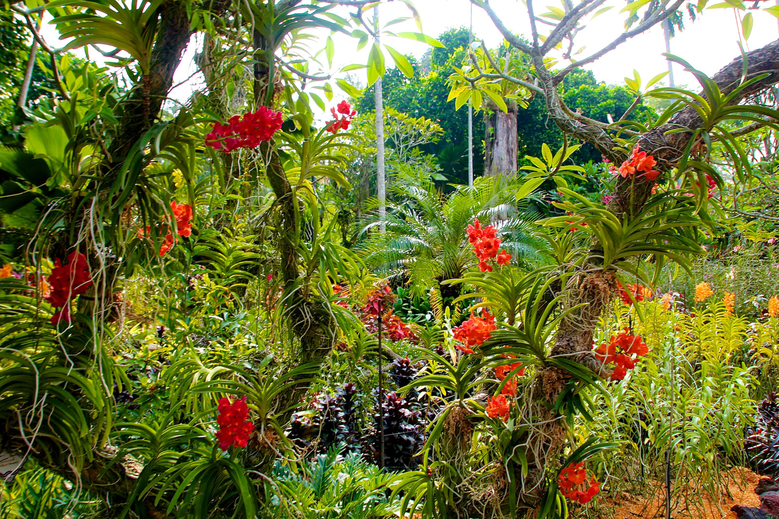 arboles, flores, Jardín, los arbustos, Singapur, orquídeas