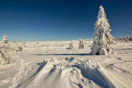 felt, snø, gran, himmelen, tre, vinter