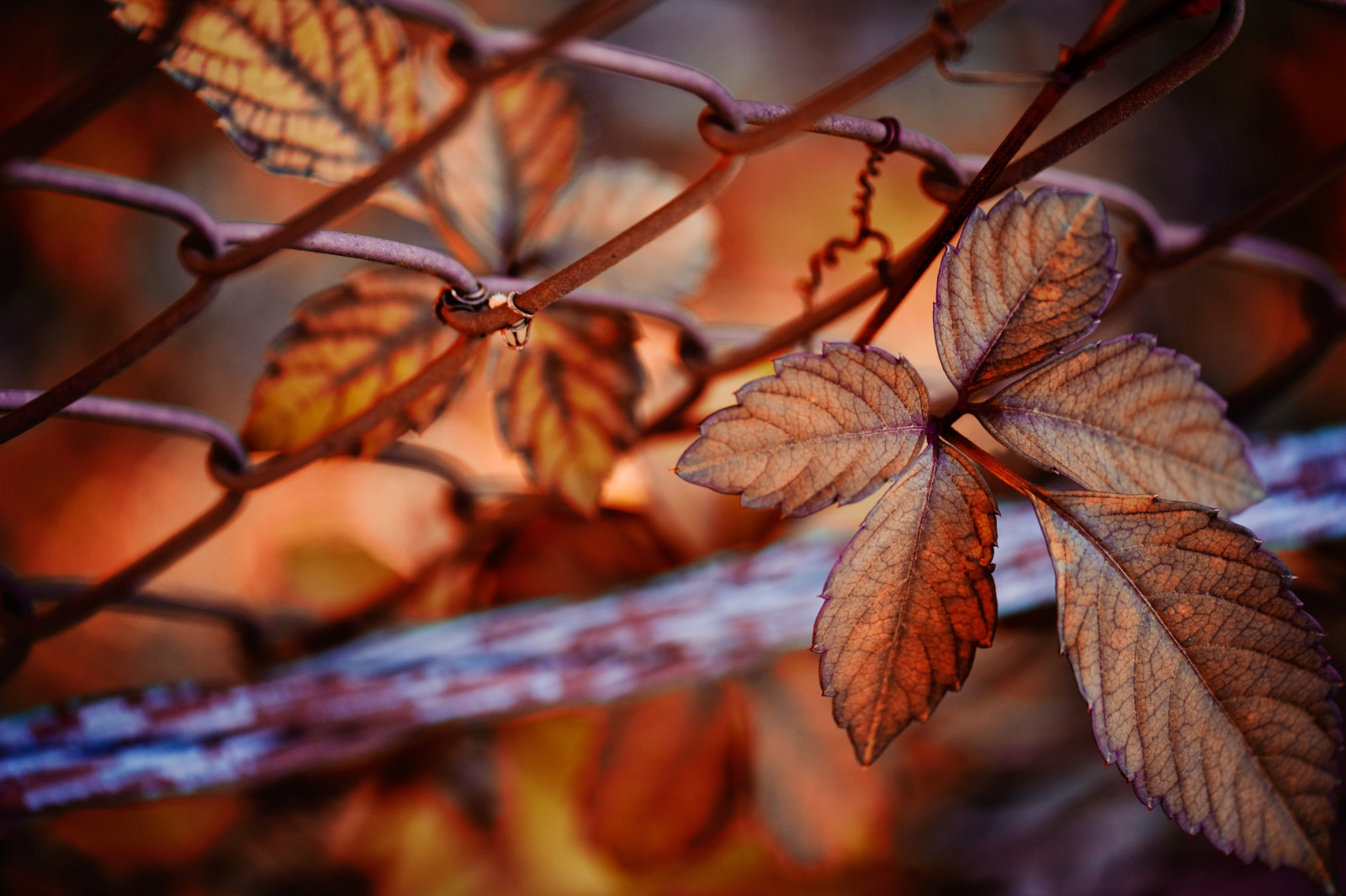 autumn, nature, leaves, mesh