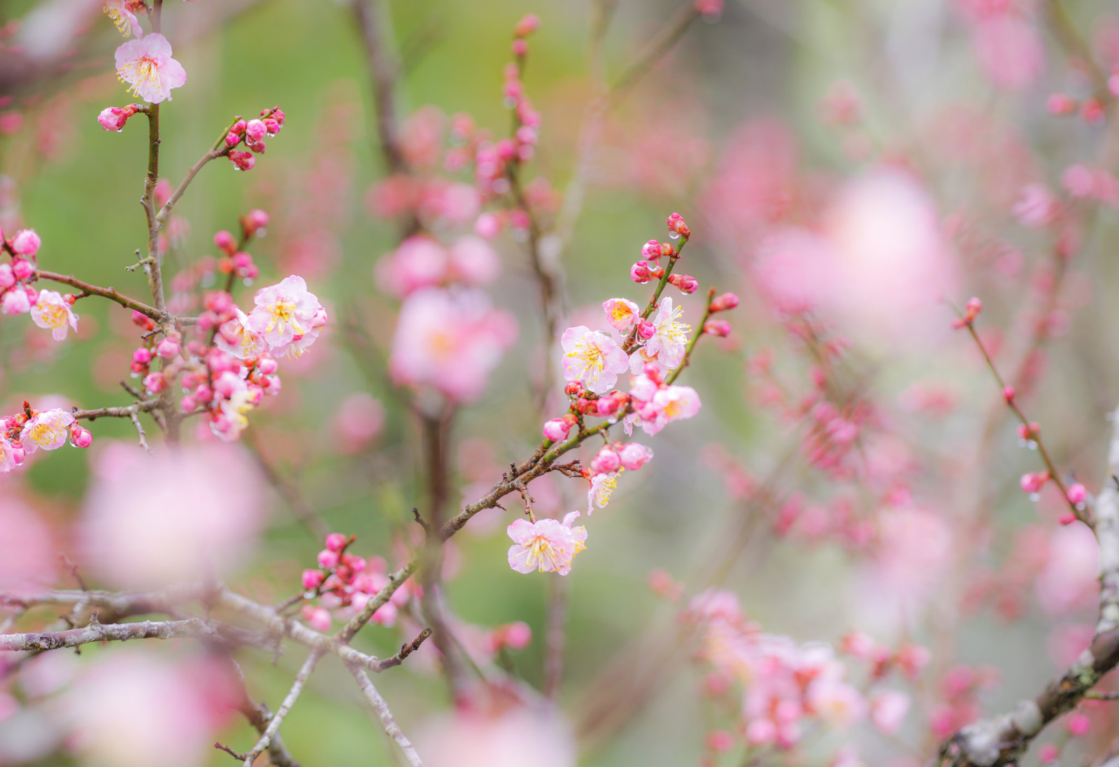 branches, flowers, spring, Garden